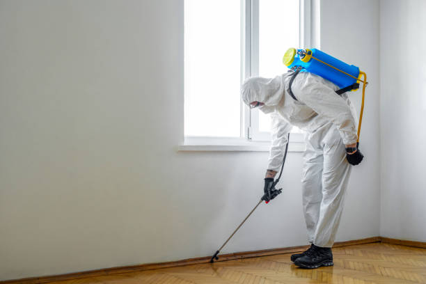 Best Flea Control Services  in De Queen, AR