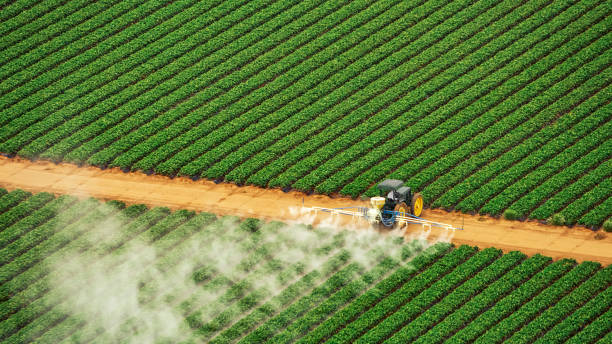Best Pest Control for Homes  in De Queen, AR