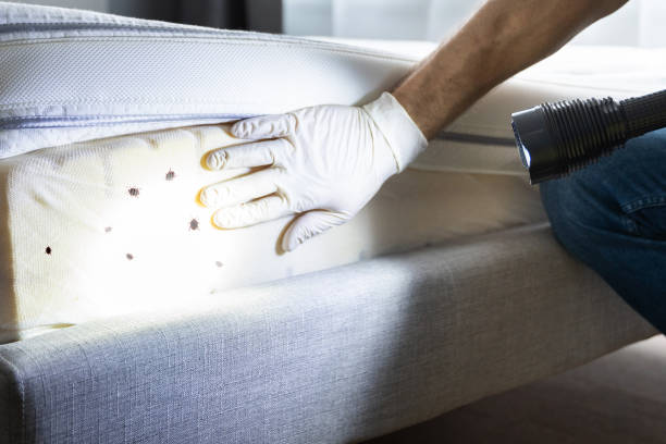 Best Affordable Pest Control Services  in De Queen, AR