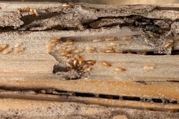 Best Pest Control Near Me in De Queen, AR