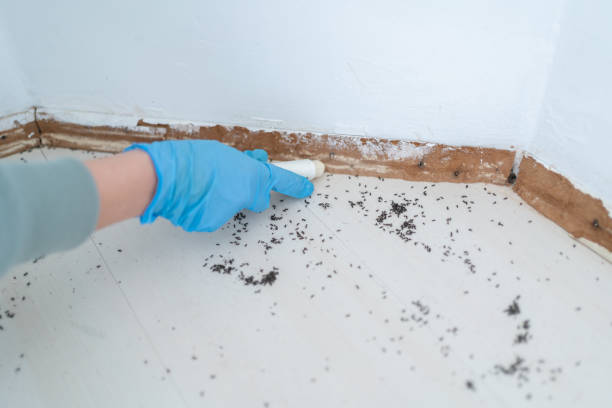 Insect Control in De Queen, AR