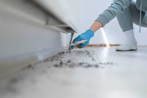 Best Flea Control Services  in De Queen, AR