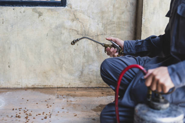 Best Pest Removal Services  in De Queen, AR